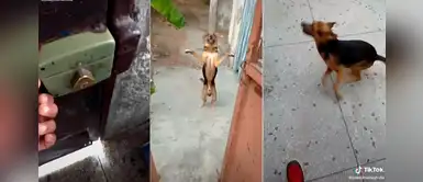 Cachorro recibió con tierno baile a su dueño que salió a comprar durante la cuarentena Cachorro recibió con tierno baile a su dueño que salió a comprar durante la cuarentena