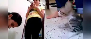 Denuncian a mujeres que transmitieron EN VIVO cuando lastimaban a un gato Denuncian a mujeres que transmitieron EN VIVO cuando lastimaban a un gato