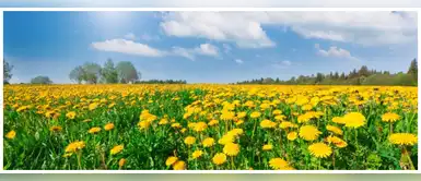 Poderes mágicos del diente de león cuando pedimos un deseo Poderes mágicos del diente de león cuando pedimos un deseo