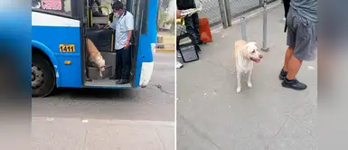 Dueña busca a 'Gringo', el perro perdido que sube a diario a los buses en Comas Dueña busca a 'Gringo', el perro perdido que sube a diario a los buses en Comas