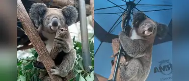 Koalas heridos por incendios en Australia retornaron a su hábitat en medio de la pandemia Koalas heridos por incendios en Australia retornaron a su hábitat en medio de la pandemia