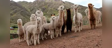 Anticuerpos de las alpacas se usarán para bloquear el COVID-19, según estudio peruano Anticuerpos de las alpacas se usarán para bloquear el COVID-19, según estudio peruano