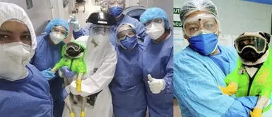 Harley, el noble perro que ayuda a los médicos que combaten el COVID-19 Harley, el noble perro que ayuda a los médicos que combaten el COVID-19