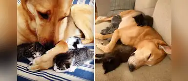Perro “adopta” decenas de gatos bebés que su mamá humana encuentra en las calles Perro “adopta” decenas de gatos bebés que su mamá humana encuentra en las calles