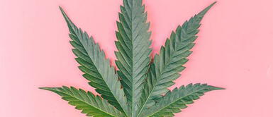 4 beneficios que el cannabis tiene para el cuidado de la piel 4 beneficios que el cannabis tiene para el cuidado de la piel