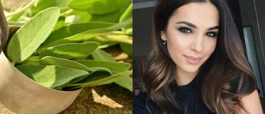 Salvia y romero: Ingredientes que protegen tu tinte y fortalecen el cabello Salvia y romero: Ingredientes que protegen tu tinte y fortalecen el cabello