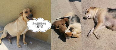 Chorrillos: Perras abandonadas durante cuarentena necesitan cirugías y una familia responsable Chorrillos: Perras abandonadas durante cuarentena necesitan cirugías y una familia responsable