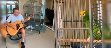 Loro se vuelve viral al cantar como Robert Plant y enamora a fans de Led Zeppelin Loro se vuelve viral al cantar como Robert Plant y enamora a fans de Led Zeppelin