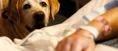 Perro acompaña a su 'papá humano' a hospital y se niega a abandonarlo en cuarentena Perro acompaña a su 'papá humano' a hospital y se niega a abandonarlo en cuarentena