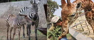 Zoológico de Huachipa lanza preventa de entradas para alimentar a más de mil animales Zoológico de Huachipa lanza preventa de entradas para alimentar a más de mil animales