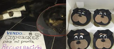Rottweiler fue atropellado y ahora su familia vende cupcakes para costear sus gastos médicos Rottweiler fue atropellado y ahora su familia vende cupcakes para costear sus gastos médicos