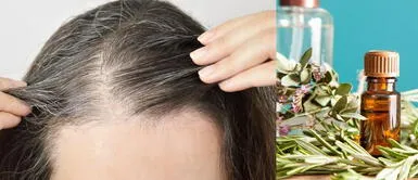 Romero: Aprende a tratar las canas de tu cabello con este ingrediente natural Romero: Aprende a tratar las canas de tu cabello con este ingrediente natural