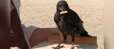 Entrenan a cuervos para recoger colillas de cigarros y proteger al medio ambiente Entrenan a cuervos para recoger colillas de cigarros y proteger al medio ambiente