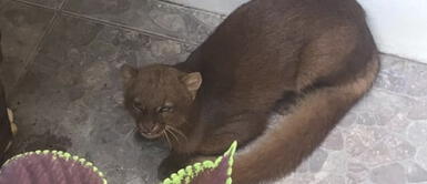 Puma Yaguarundí, especie en peligro de extinción, apareció en Argentina Puma Yaguarundí, especie en peligro de extinción, apareció en Argentina