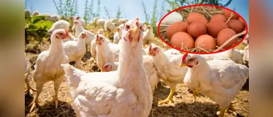 Los huevos de una gallina podrían salvarnos de la COVID-19, según expertos peruanos Los huevos de una gallina podrían salvarnos de la COVID-19, según expertos peruanos