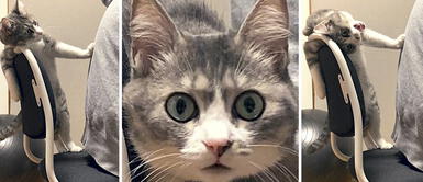 Gato no deja que nadie se siente en su silla y bota a su amo de forma graciosa Gato no deja que nadie se siente en su silla y bota a su amo de forma graciosa