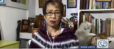 Periodista estaba por realizar una entrevista en vivo cuando sus gatos empezaron a pelear Periodista estaba por realizar una entrevista en vivo cuando sus gatos empezaron a pelear