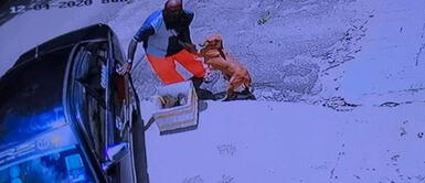 Perrita le suplica a su amo que no la abandone junto a sus crías recién nacidas Perrita le suplica a su amo que no la abandone junto a sus crías recién nacidas