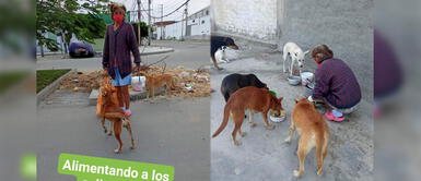 Chimbote: Perros sin hogar sufren por comida y noble mujer los alimenta durante cuarentena Chimbote: Perros sin hogar sufren por comida y noble mujer los alimenta durante cuarentena