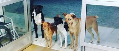 Perritos esperan en la puerta de hospital a que su dueño salga sano y salvo. ¡True Love! Perritos esperan en la puerta de hospital a que su dueño salga sano y salvo. ¡True Love!
