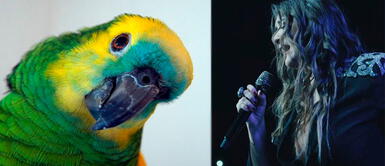 Loro talentoso sorprende a miles al cantar "El hombre que yo amo" de Myriam Hernández Loro talentoso sorprende a miles al cantar "El hombre que yo amo" de Myriam Hernández