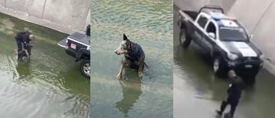 Policía baja a un canal para rescatar a un perro perdido y se convierte en héroe uniformado Policía baja a un canal para rescatar a un perro perdido y se convierte en héroe uniformado