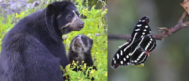 Día Mundial de Diversidad Biológica: ¿Sabías que Perú es primero en el mundo en peces y mariposas? Día Mundial de Diversidad Biológica: ¿Sabías que Perú es primero en el mundo en peces y mariposas?