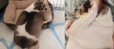 Perro chihuahua con sobrepeso fue abandonado en una autopista y familia lo rescata Perro chihuahua con sobrepeso fue abandonado en una autopista y familia lo rescata