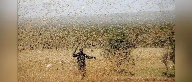COVID-19, lluvias torrenciales, plaga de langostas: Las catástrofes que azotan a África COVID-19, lluvias torrenciales, plaga de langostas: Las catástrofes que azotan a África
