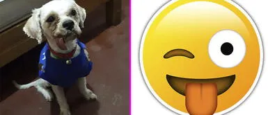 Cientos de usuarios enloquecen con reto viral sobre adivinar nombres de mascotas Cientos de usuarios enloquecen con reto viral sobre adivinar nombres de mascotas
