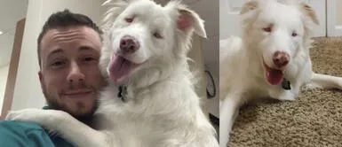 La conmovedora historia de una perra ciega, sorda y cómo su amo la despierta con mucho cuidado La conmovedora historia de una perra ciega, sorda y cómo su amo la despierta con mucho cuidado