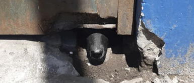 Perros quedaron encerrados sin agua ni comida y a través de un orificio imploraban ayuda Perros quedaron encerrados sin agua ni comida y a través de un orificio imploraban ayuda