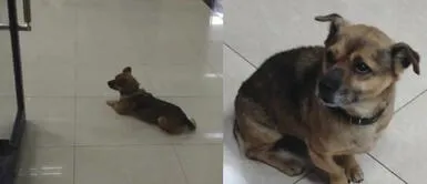 Perro esperó a su dueño por 3 meses en un hospital sin saber que había fallecido por COVID-19 Perro esperó a su dueño por 3 meses en un hospital sin saber que había fallecido por COVID-19