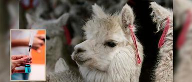 #BuenasNoticias: Una vacuna para el COVID-19 diseñada en Perú comienza a probarse en alpacas #BuenasNoticias: Una vacuna para el COVID-19 diseñada en Perú comienza a probarse en alpacas