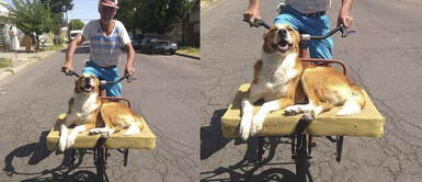 Perro disfruta de sus paseos luego que su humano le fabricara una camita en su bicicleta Perro disfruta de sus paseos luego que su humano le fabricara una camita en su bicicleta