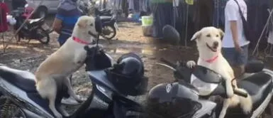 Perro espera a su dueña por horas en una motocicleta mientras hace las compras Perro espera a su dueña por horas en una motocicleta mientras hace las compras