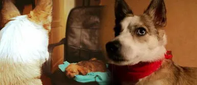 Hoy se celebra el Día del Perro sin Raza: ¿Te animas a darles un hogar? Hoy se celebra el Día del Perro sin Raza: ¿Te animas a darles un hogar?