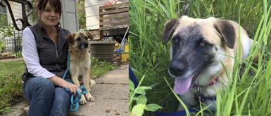 Perro escapó de su nuevo hogar y caminó 60 kilómetros para volver con la mujer que lo rescató Perro escapó de su nuevo hogar y caminó 60 kilómetros para volver con la mujer que lo rescató