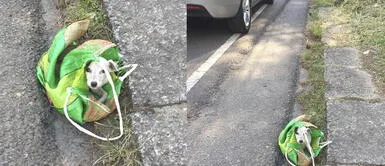 Hombre rescata a un perro que rogaba por ayuda tras haber sido arrojado en una bolsa Hombre rescata a un perro que rogaba por ayuda tras haber sido arrojado en una bolsa
