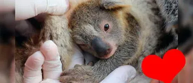 Ash, el koala que cautiva a miles tras los incendios forestales en Australia Ash, el koala que cautiva a miles tras los incendios forestales en Australia