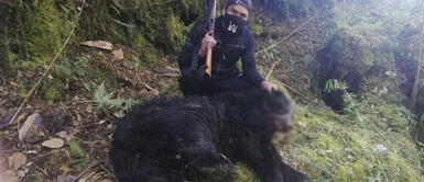 Pobladores de Puno denuncian caza ilegal de osos de anteojos durante cuarentena Pobladores de Puno denuncian caza ilegal de osos de anteojos durante cuarentena