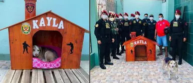 Huaral: Policías rescataron a una perrita abandonada que buscaba alimento y amor Huaral: Policías rescataron a una perrita abandonada que buscaba alimento y amor