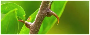 Poderes esotéricos de la uña de gato ¿En qué ritual debo usarlo? Poderes esotéricos de la uña de gato ¿En qué ritual debo usarlo?