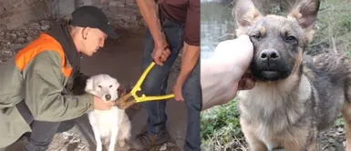 Joven salvó a unos perros encadenados en casa inhabilitada durante cuarentena Joven salvó a unos perros encadenados en casa inhabilitada durante cuarentena