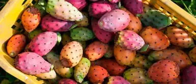 Elaborarán empaques biodegradables con celulosa de cáscara de tuna y corona de piña Elaborarán empaques biodegradables con celulosa de cáscara de tuna y corona de piña