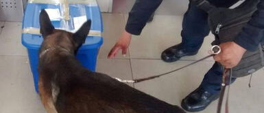 Agente canino realiza un asombroso descubrimiento al mismo estilo de ‘Alerta Aeropuerto’ Agente canino realiza un asombroso descubrimiento al mismo estilo de ‘Alerta Aeropuerto’