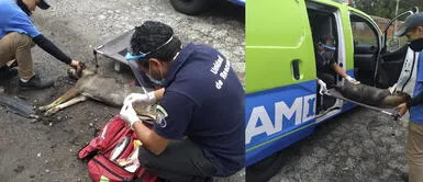 Valerosos rescatistas salvan a un perro que había sido atropellado en Guatemala Valerosos rescatistas salvan a un perro que había sido atropellado en Guatemala