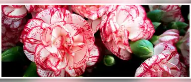 Poderes esotéricos del clavel, la flor más famosa del mundo Poderes esotéricos del clavel, la flor más famosa del mundo