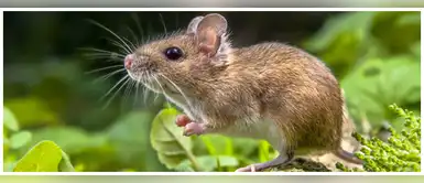 ¿Qué nos anuncia el sueño con el ratón? ¿Es bueno o malo ? ¿Qué nos anuncia el sueño con el ratón? ¿Es bueno o malo ?