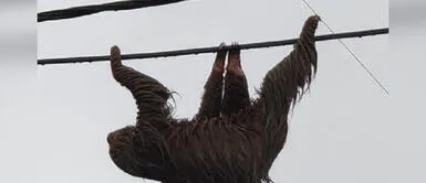 Madre de Dios: Oso perezoso aprovecha cuarentena para jugar por cableado eléctrico Madre de Dios: Oso perezoso aprovecha cuarentena para jugar por cableado eléctrico